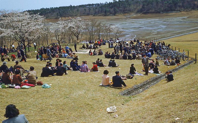 1953 Japan 144 Sakura Day 1953.jpg